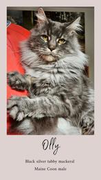 Maine Coon dekkater
