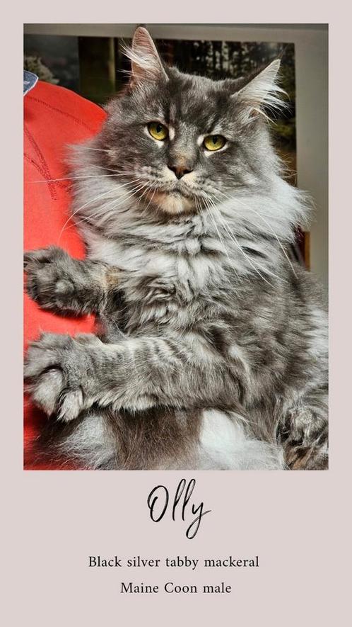Maine Coon dekkater, Dieren en Toebehoren, Katten en Kittens | Dekkaters