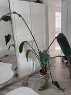 Strelitzia, Tuin en Terras, Ophalen of Verzenden, Overige soorten, Volle zon