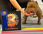 American bully micro dekreu/open for stud, Dieren en Toebehoren, Honden | Dekreuen, 1 tot 2 jaar, Reu, Nederland, Eén hond