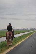 Bijrijdpaard/verzorgpaard gezocht, Dieren en Toebehoren, Paarden en Pony's | Verzorgingsproducten, Ophalen of Verzenden