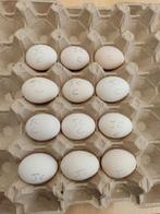 pluimvee, Dieren en Toebehoren, Geslacht onbekend, Kip