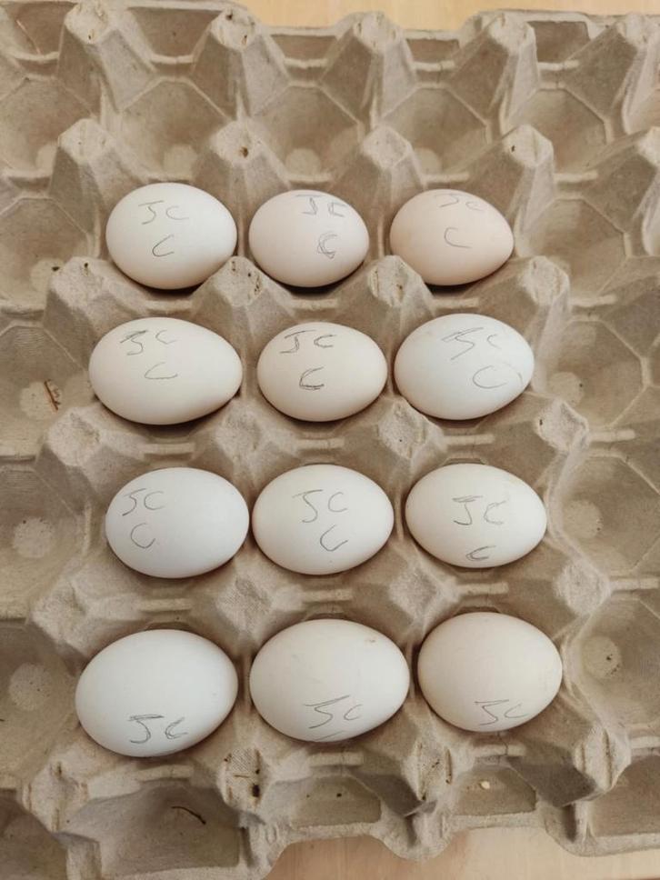 pluimvee, Dieren en Toebehoren, Pluimvee, Kip, Geslacht onbekend