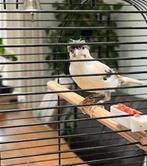 Harlekijn kanarie pop 2023, Dieren en Toebehoren, Vogels | Kanaries, Vrouwelijk, Kleurkanarie