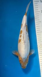 Doitsu Ochiba, Karper of Koi