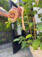 Banana koningspython man 2025, Dieren en Toebehoren, Reptielen en Amfibieën, Slang