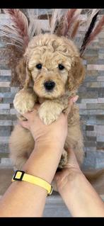 Prachtige Goldendoodle pups, Dieren en Toebehoren, Nederland, Overige rassen, CDV (hondenziekte), 8 tot 15 weken