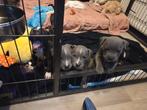 Bully XL/Pocket Bully pups., Dieren en Toebehoren, Honden | Bulldogs, Pinschers en Molossers, Overige rassen, 8 tot 15 weken, Meerdere
