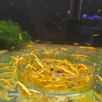 Gele | Yellow Fire Neon Backline Neocaridina-garnalen beschikbaar voor biedingen