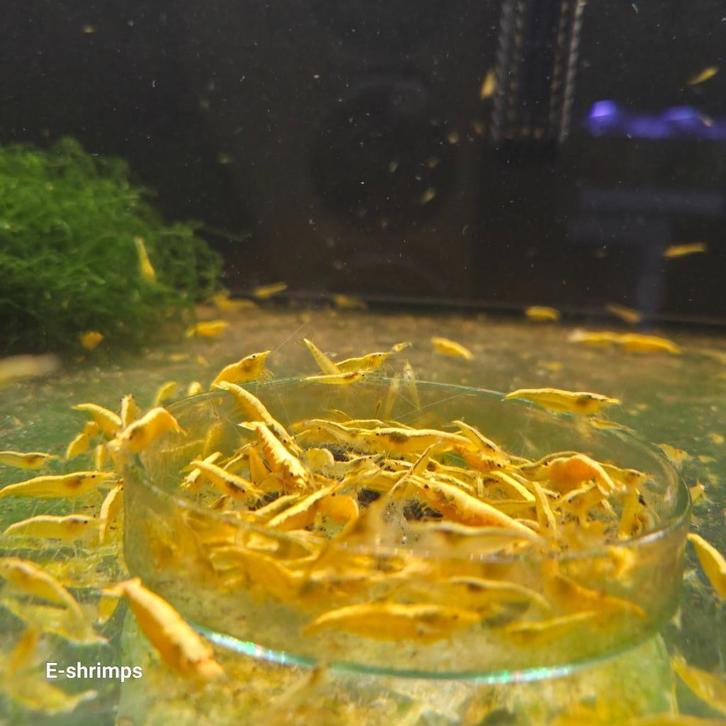 Gele | Yellow Fire Neon Backline Neocaridina-garnalen, Dieren en Toebehoren, Vissen | Aquariumvissen, Zoetwatervis, Kreeft, Krab of Garnaal