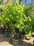 Druiven stronken aanbieding, Tuin en Terras, Planten | Bomen, Ophalen, Volle zon, Overige soorten