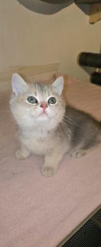 Prachtige Brits Korthaar kittens 🐈(katertjes) Met stamboom!, Dieren en Toebehoren, Meerdere dieren, Met stamboom, 0 tot 2 jaar