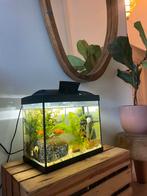 Aquarium met gezonde goudvissen grot en plantjes, Ophalen, Gevuld zoetwateraquarium
