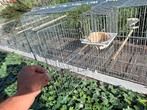 Broedkooien, Dieren en Toebehoren, Ophalen, Hout, Broedkooi of Kweekkooi