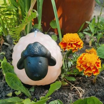 Shaun het schaap kaars beschikbaar voor biedingen