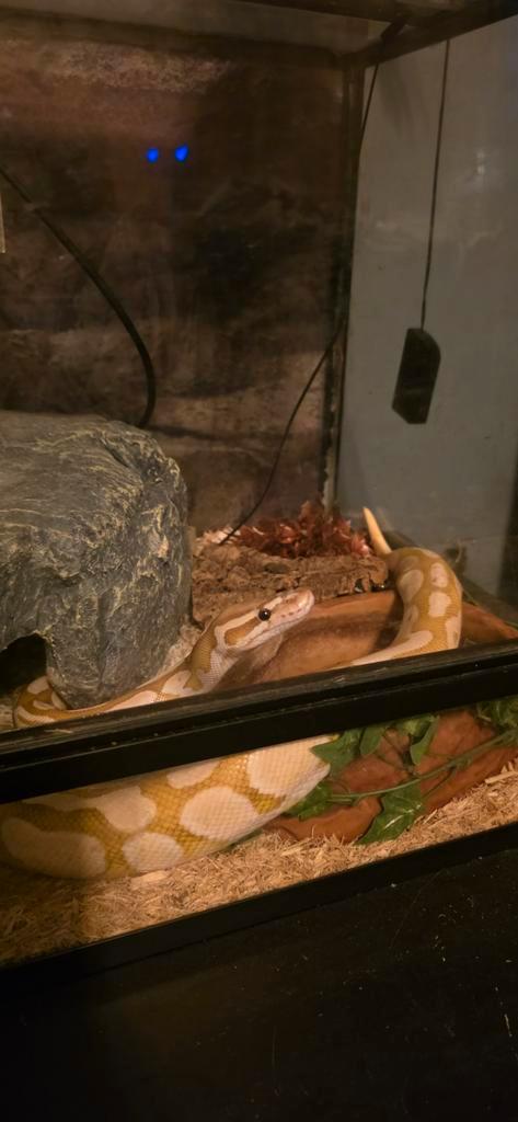 Ballpython met terrarium, Dieren en Toebehoren, Reptielen en Amfibieën, Slang, 3 tot 6 jaar, Met terrarium