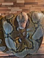 Netpython, Dieren en Toebehoren, Reptielen en Amfibieën
