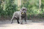 Prachtig Cane Corso teefje beschikbaar, Nederland, Reu, CDV (hondenziekte), 8 tot 15 weken