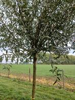 Grote knotwilgen, Overige soorten, Lente, 250 tot 400 cm, Ophalen