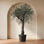 Olijfboom unieke hoge stam, Tuin en Terras, 100 tot 250 cm, Olijfboom, Zomer, Ophalen