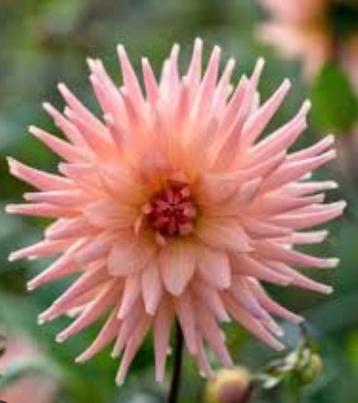 Dahlia Préférence (of ruilen) beschikbaar voor biedingen