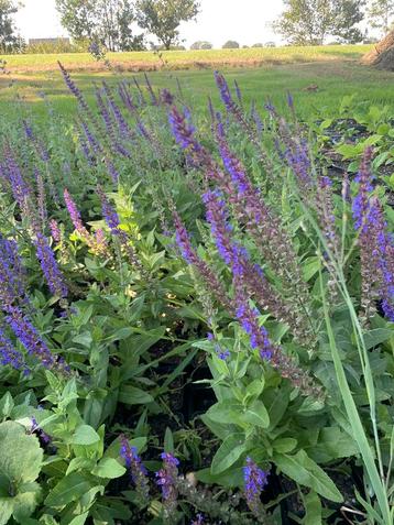 Tuinplant, Salie Ostfriesland, Bijen en Vlinders  beschikbaar voor biedingen