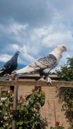 Koppel oosterse meeuwen, Dieren en Toebehoren, Meerdere dieren, Overige soorten