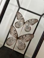 Grote vlinders in houten stolp, Ophalen of Verzenden, Zo goed als nieuw