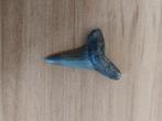 Fossiele haaientand 3 bij 2,5 centimeter te koop, Verzamelen, Mineralen en Fossielen, Ophalen of Verzenden, Fossiel
