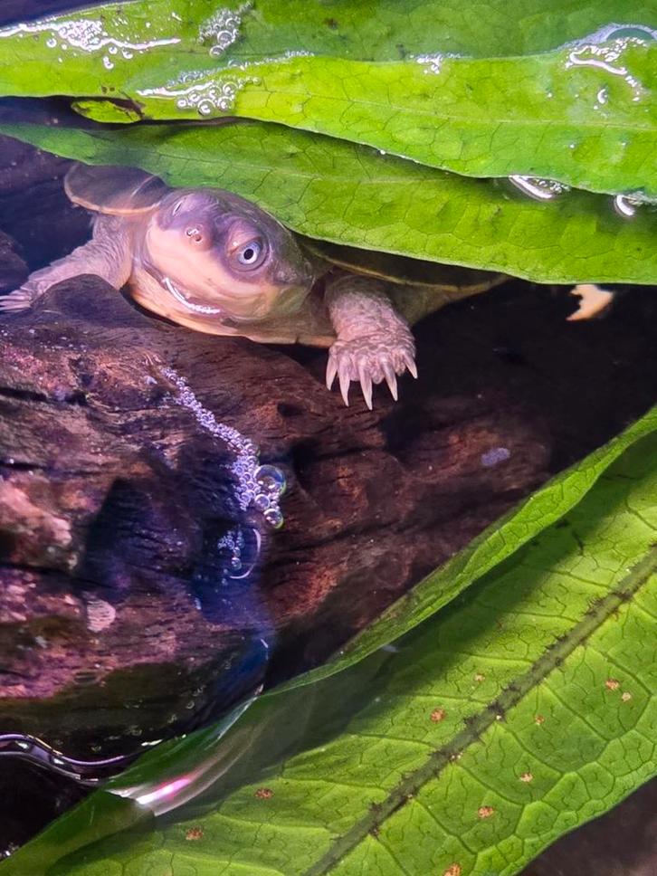 Jonge Pelomedusa subrufa