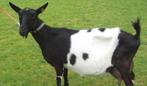 Melkgeit met 1 of 2 schaap lam lammeren, Dieren en Toebehoren, Schapen, Geiten en Varkens, Schaap, Meerdere dieren
