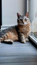 Kruising Brits korthaar/Europees korthaar. Rustige huis poes, Dieren en Toebehoren, Katten en Kittens | Raskatten | Korthaar, Poes
