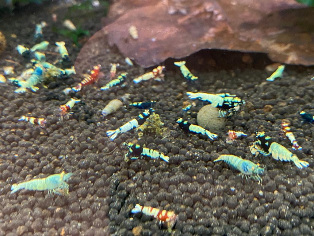 black Pinto belly/spotted OE (orange eyes), Taiwan Bee OE, Dieren en Toebehoren, Kreeft, Krab of Garnaal, Zoetwatervis