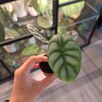 Alocasia Silver Dragon baby plantjes, Huis en Inrichting, Kamerplanten, Ophalen of Verzenden, Halfschaduw, Minder dan 100 cm