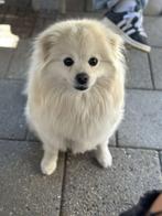 Oppas gezocht voor hondje, Pension of Dagopvang