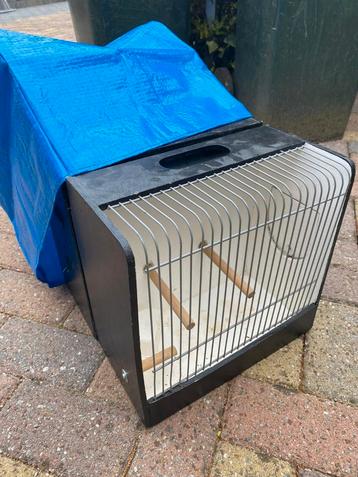 Kleine tt kooien  beschikbaar voor biedingen