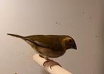 Cuba vinkje, pop, Dieren en Toebehoren, Vogels | Overige Vogels, Vrouwelijk, Geringd