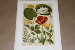 Antieke kleurenlitho - Klaproos Waterlelie Papaver etc !!, Antiek en Kunst, Kunst | Litho's en Zeefdrukken, Ophalen of Verzenden