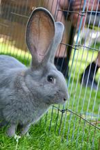 Blauw grijze vlaamse reus, Dieren en Toebehoren, Meerdere dieren, Groot