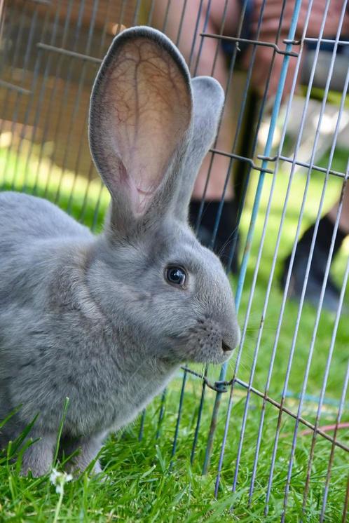 Blauw grijze vlaamse reus, Dieren en Toebehoren, Konijnen, Groot, Meerdere dieren