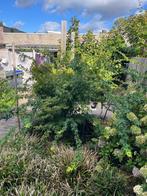 Japanse esdoorn ongeveer 2 meter hoog, Tuin en Terras, Planten | Bomen, Ophalen, Bloeit niet, Halfschaduw, Overige soorten