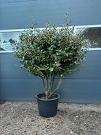 Meerstammige olijfwilg. Meerstammige wintergroene boom, Ophalen of Verzenden, Overige soorten, 100 tot 250 cm