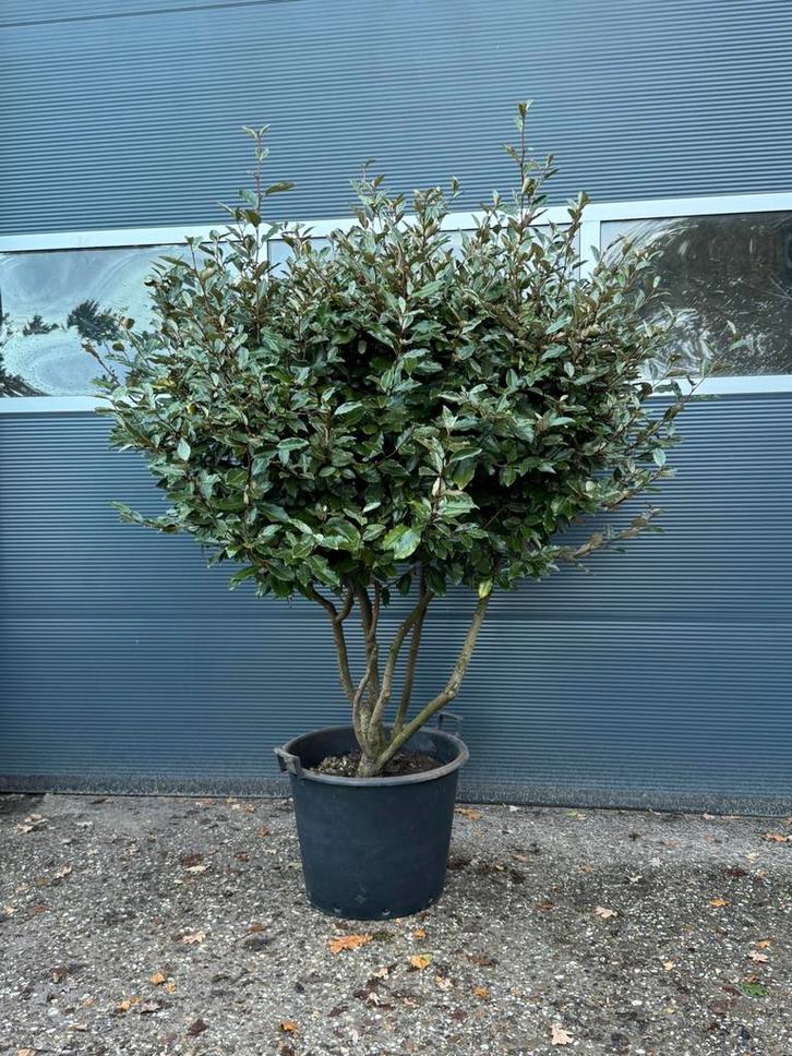 Meerstammige olijfwilg. Meerstammige wintergroene boom, Tuin en Terras, Planten | Struiken en Hagen, Overige soorten, 100 tot 250 cm