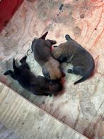Mechelse herder pups, Particulier, Rabiës (hondsdolheid), Meerdere, 8 tot 15 weken