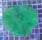 fluo groene Tubinaria koraal, Dieren en Toebehoren