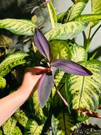 Stek Tradescantia pallida pink stripe, Ophalen of Verzenden, Halfschaduw, Minder dan 100 cm