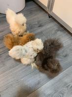 4 hennen 🐥Usa Zijdehoen 14 wk  geent 💯% hen garantie✅, Dieren en Toebehoren, Vrouwelijk, Kip