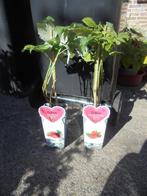 frambozen struiken, Vaste plant, Ophalen of Verzenden, Halfschaduw, Zomer