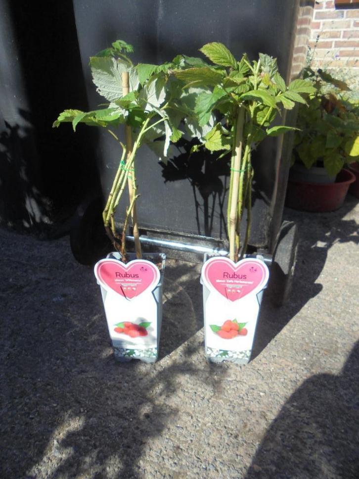 frambozen struiken, Tuin en Terras, Planten | Tuinplanten, Vaste plant, Fruitplanten, Halfschaduw, Zomer, Ophalen of Verzenden