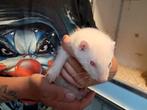 Te koop mooie lieve jonge fret, Dieren en Toebehoren, Fret, Juni, Mannelijk, Tam